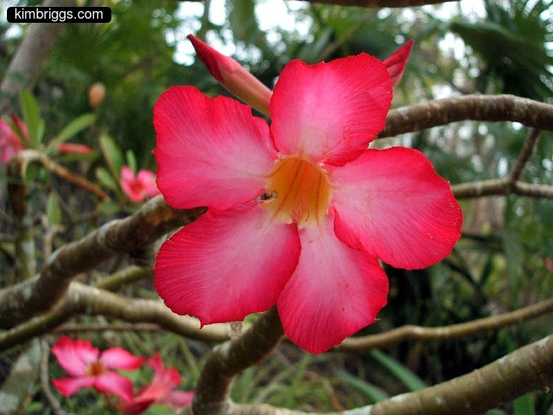flowers pictures and names. Photos of Tropical Flowers St.