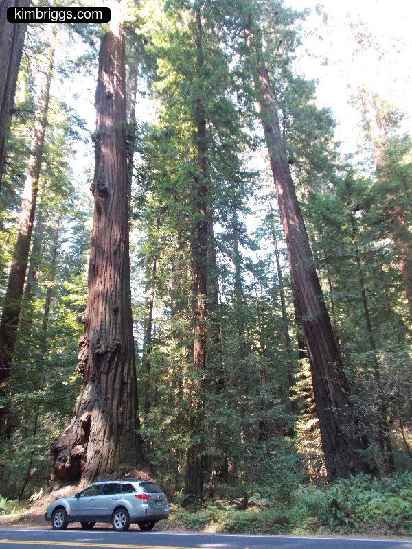 Grey Subaru Outback at base of giant redwood trees.