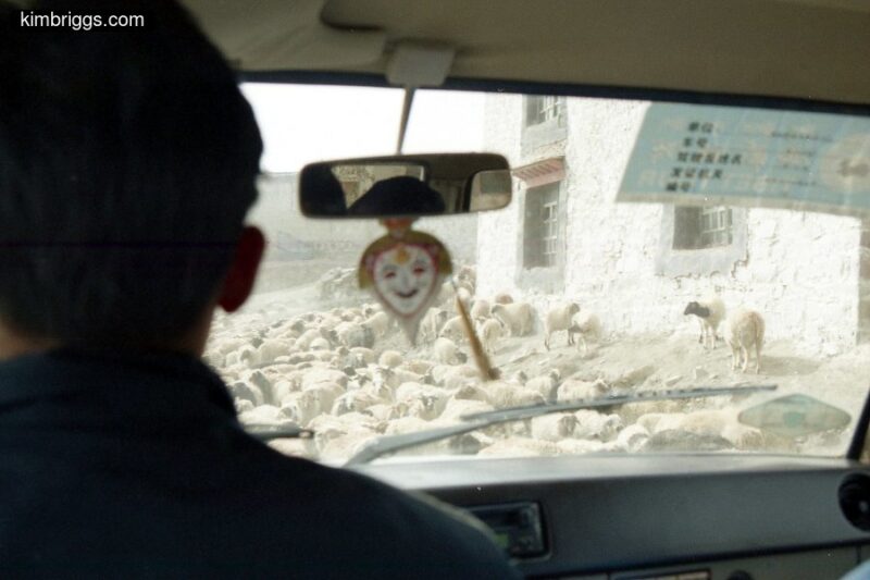 Sheep causing traffic stop in TIbet.