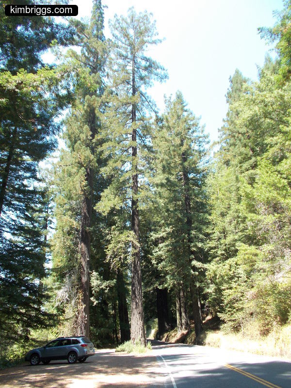 Car in front of giant redwood trees.