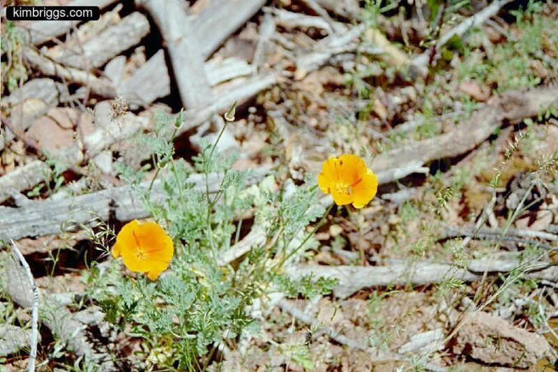 Yellow desert flower.