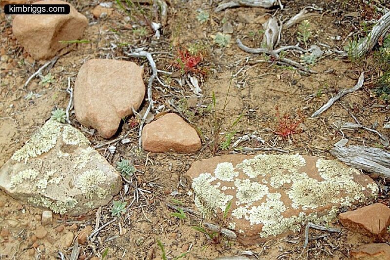 Brown rocks with lichens.