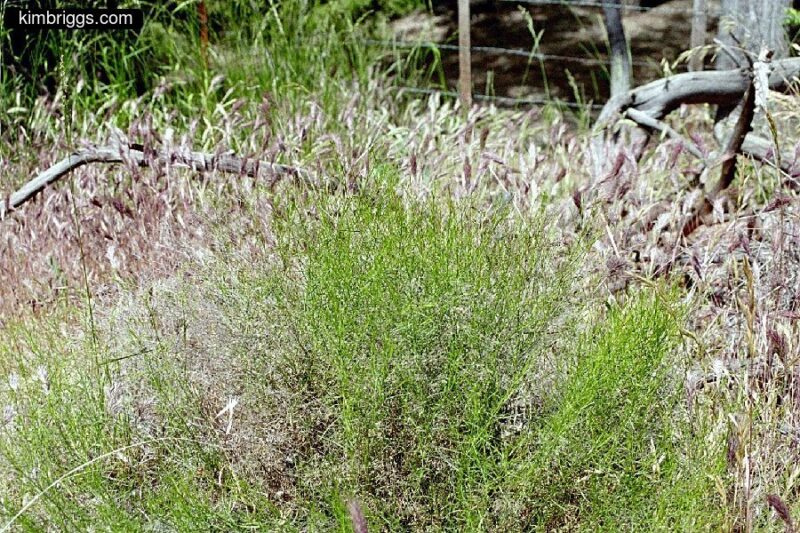 Desert grasses.