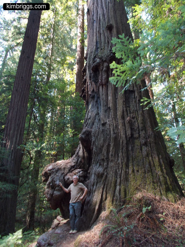 Man at base of giant redwood tree.