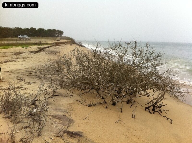 03 chappaquiddick wasque beach