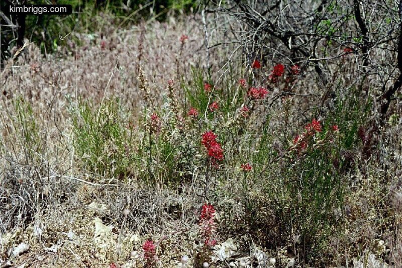 Desert brush.