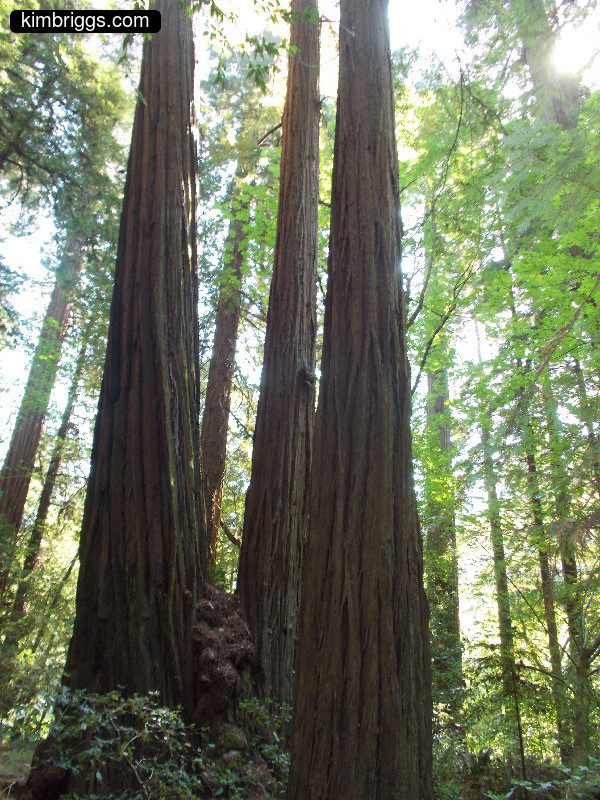 Looking up in redwood forest.
