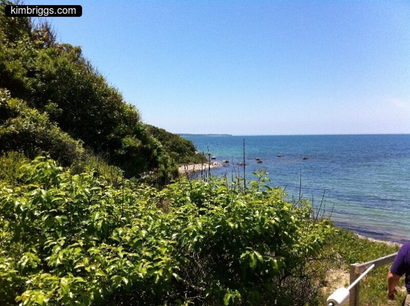 Green bushes near calm ocean