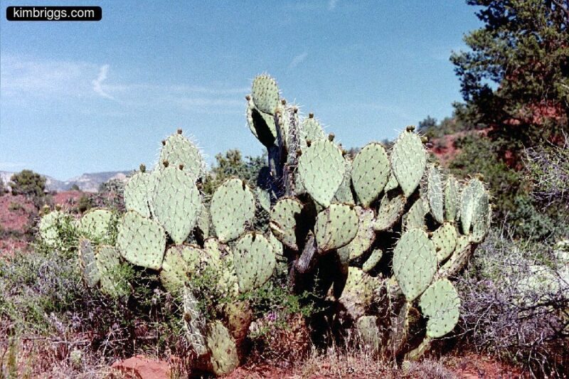 Large prickly pear cactus.