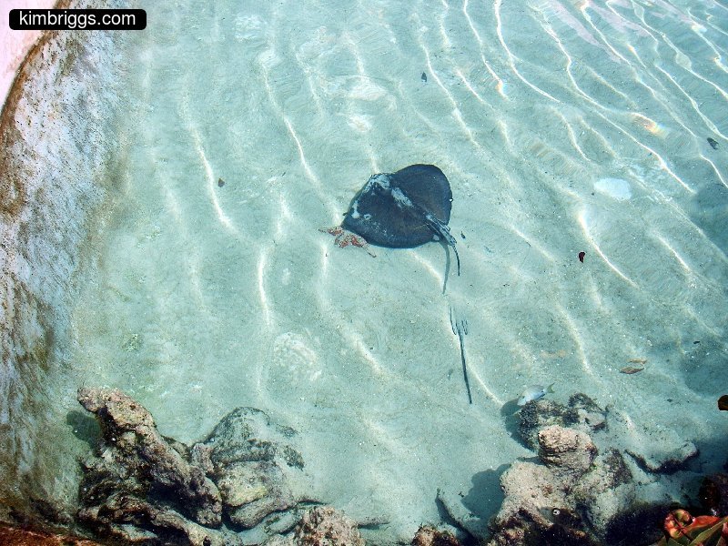 04 sting ray coral world