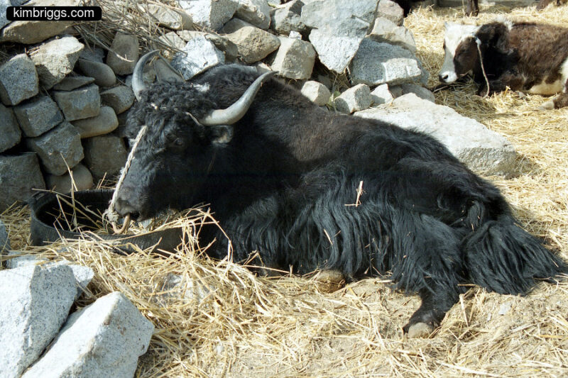 Yak lying in straw in TIbet.