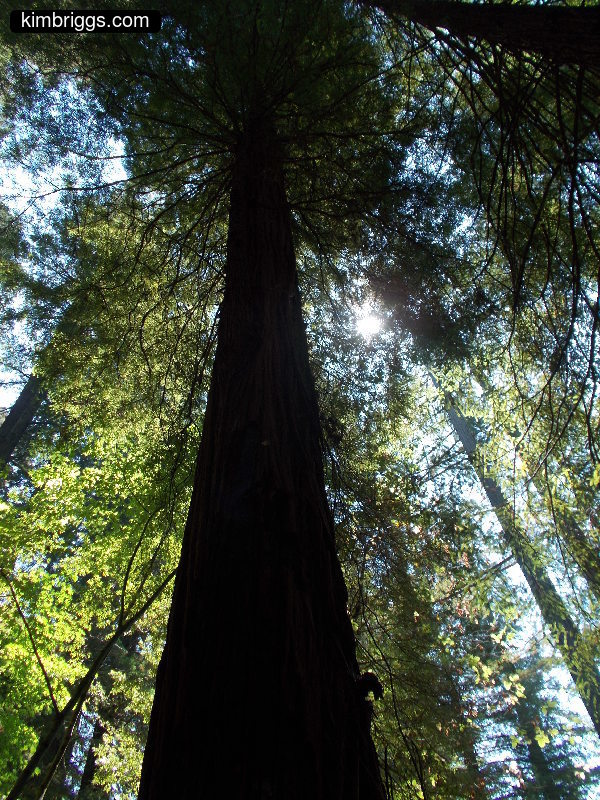 Looking up at silhouette of giant redwood tree.