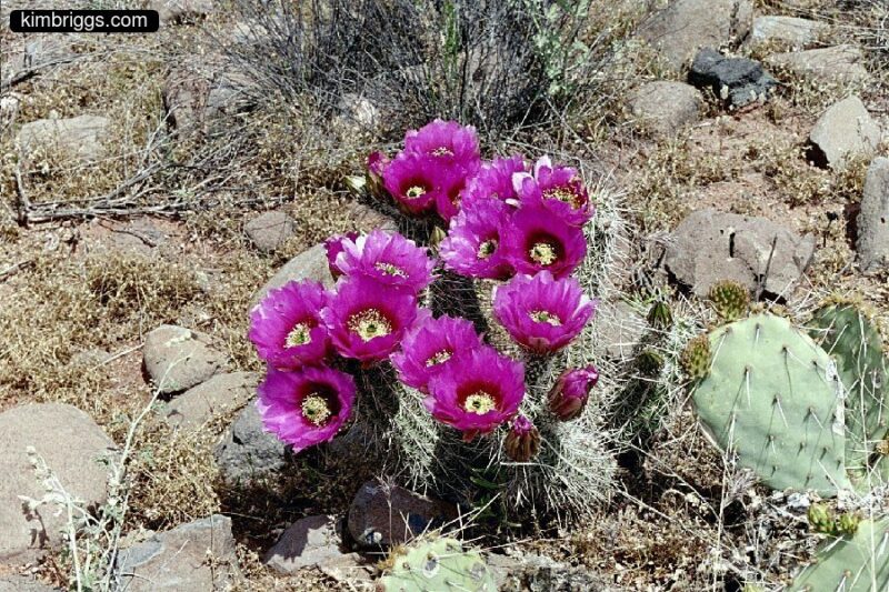 Hot pink desert flower.