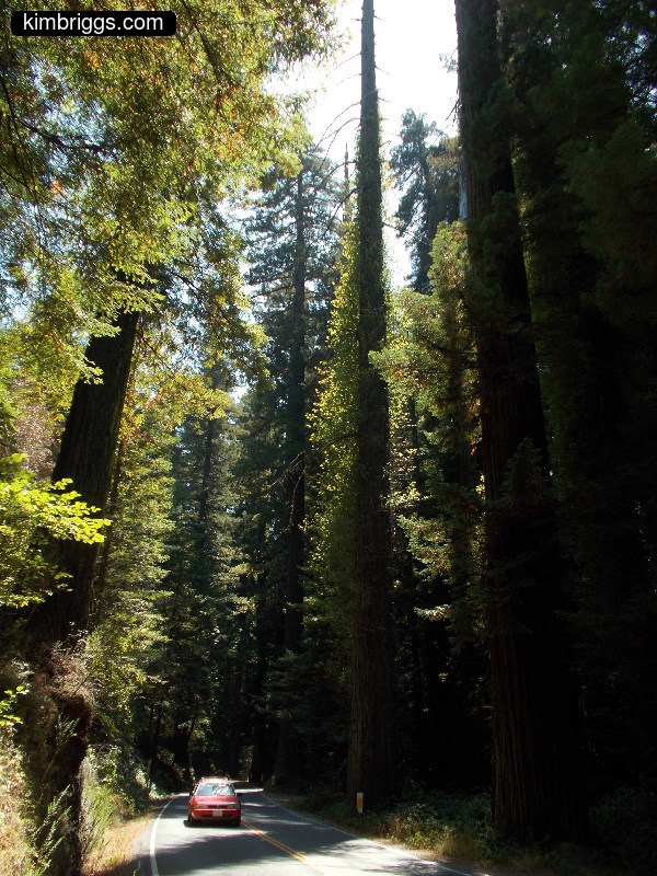 Car on road in Avenue of the Giants redwoods.
