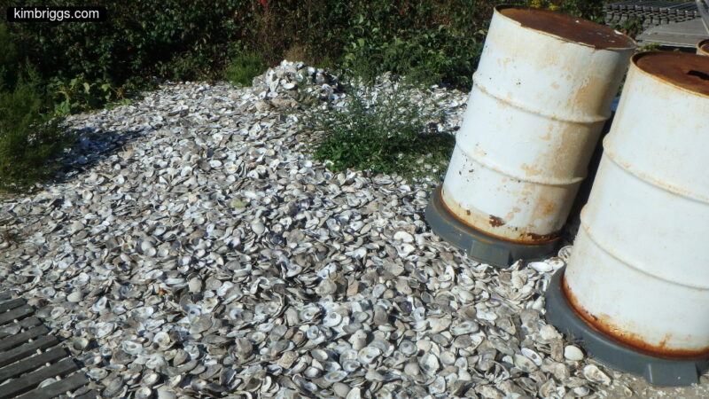 Pile of seafood shells near oil drum.