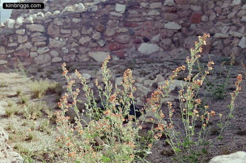 Desert brush with small red flowers.