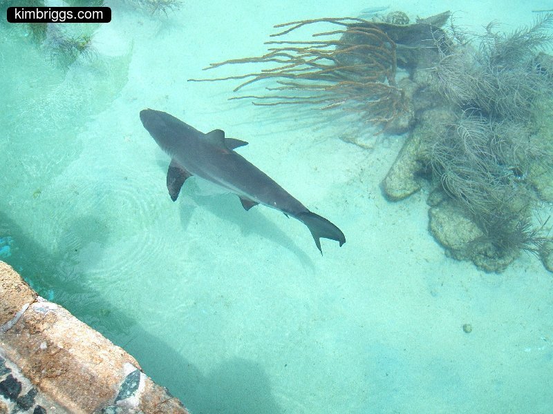 06 shark coral world