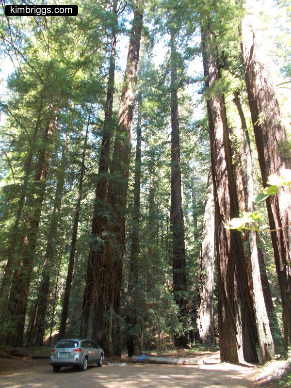 Car parked in giant redwoods forest.