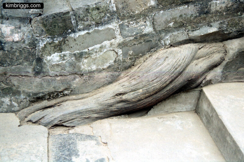 Close-up of root in stone wall.