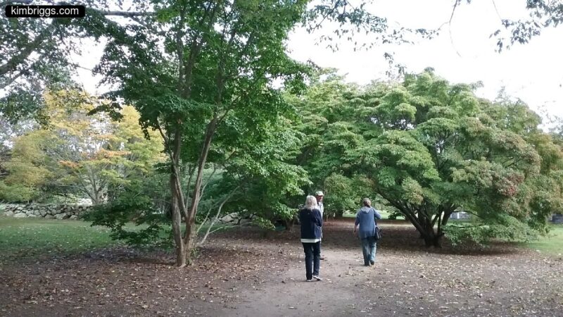 Trees at Polly Hill Arboretum.