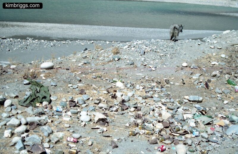 Goat picking over garbage near Tibet river.