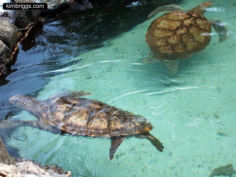 09 sea turtle coral world