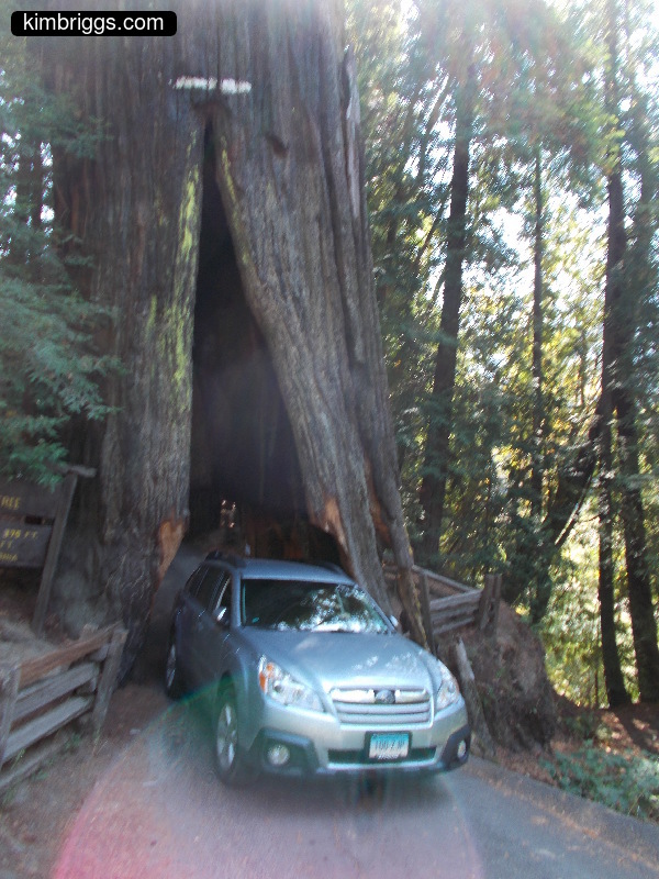 Car driving through giant redwood tree.