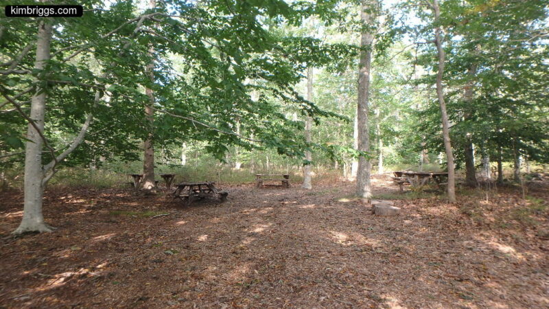 Picnic tables in shaded woods.