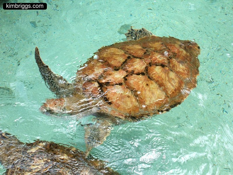 10 sea turtle coral world