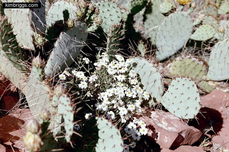 White desert flowers and prickly pear cactus.