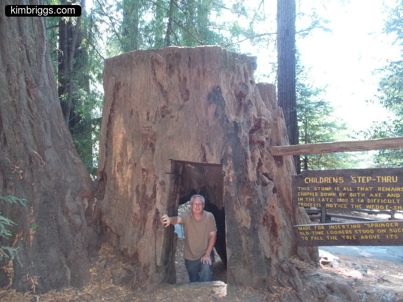 Man standing inside redwood tree stump.