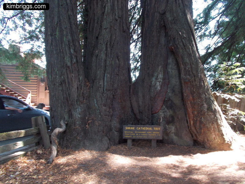 Cathedral tree with three trunks.