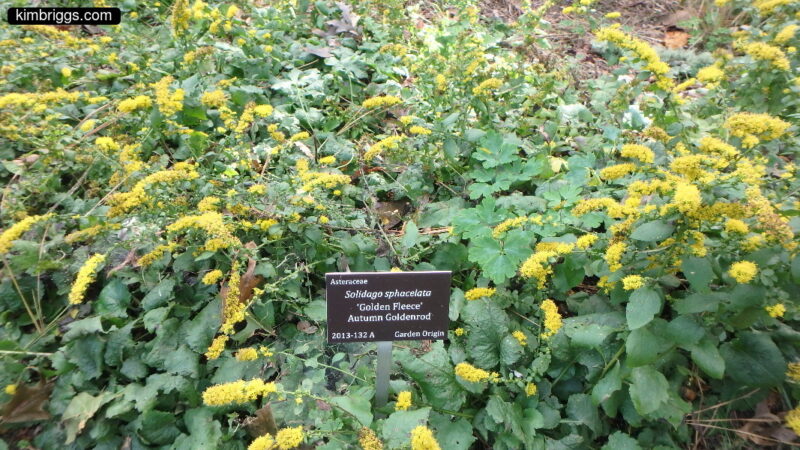 Garden of goldenrod flowers.