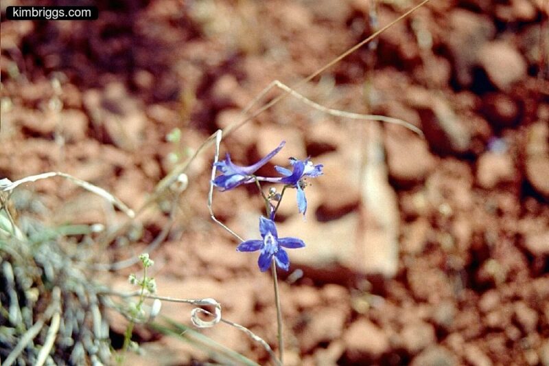 Blue desert flower.