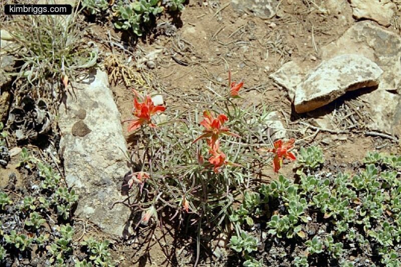 Orange-colored desert flower.