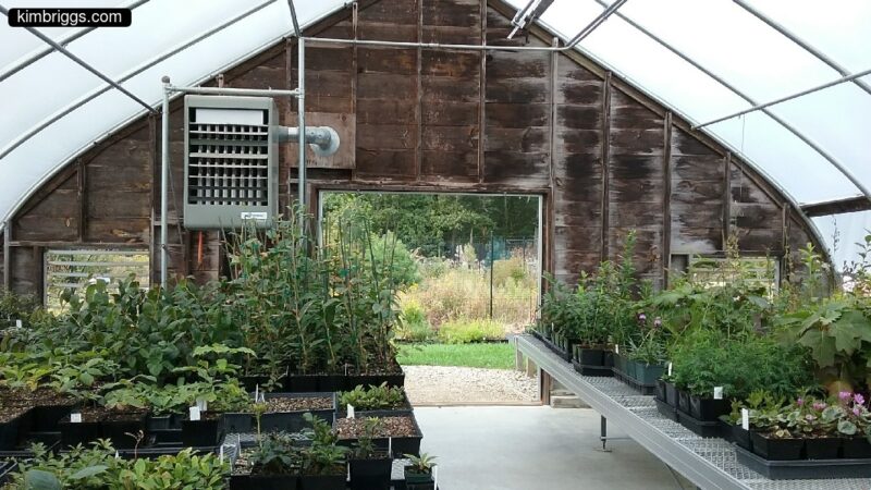 Inside hoop house with starter plants.