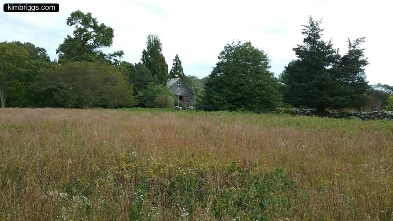 Meadow in front of tree line.