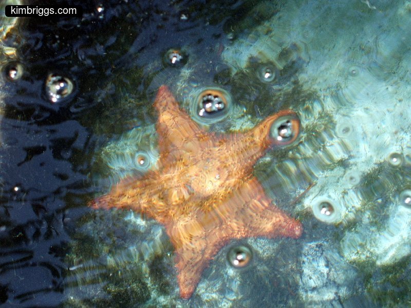 16 star fish coral world