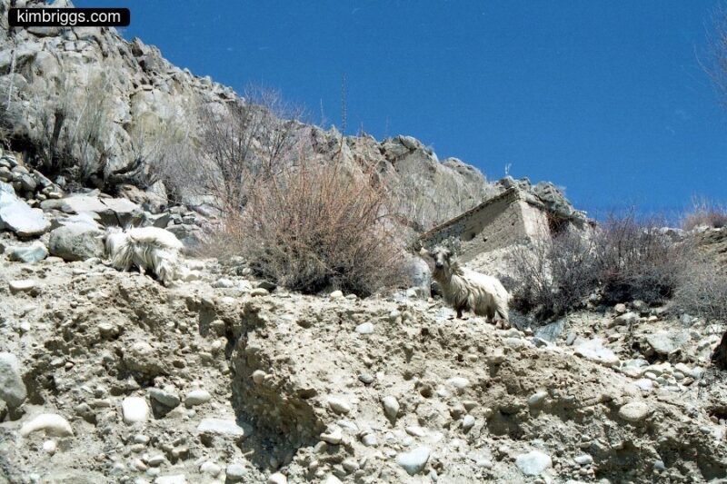 Mountain goat on Tibetan mountainside.