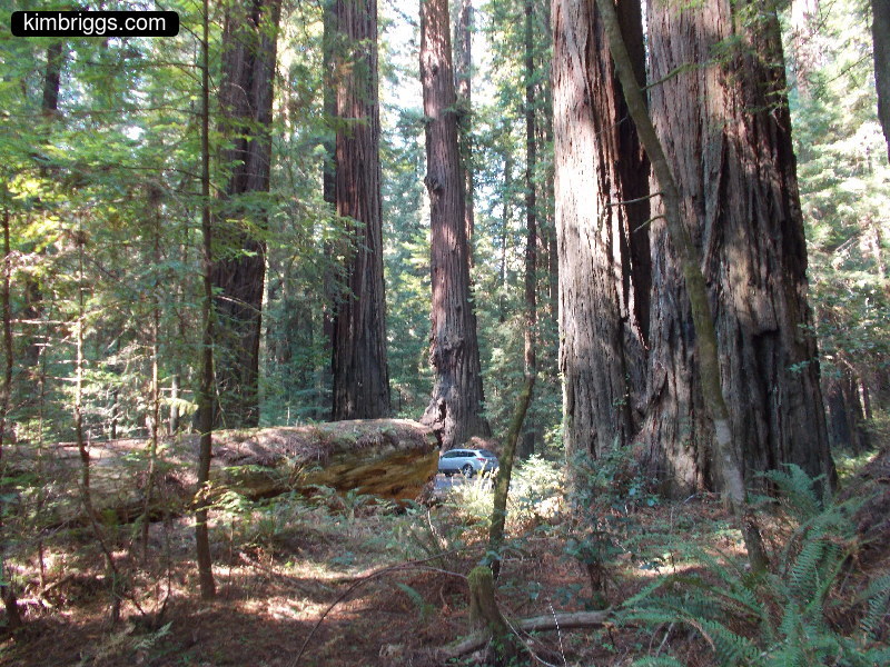 Car at the base of giant redwood trees.