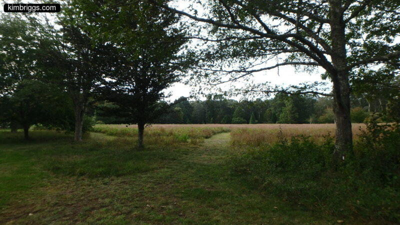 Polly Hill arboretum meadow.