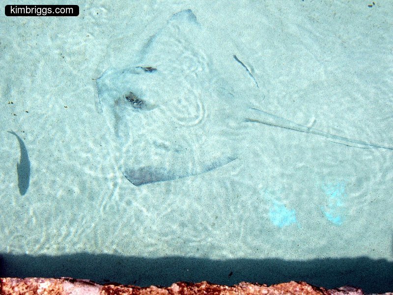 17 sting ray coral world