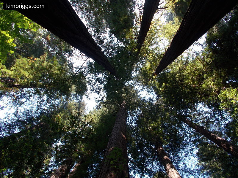 Vertical view of giant redwood treetops.