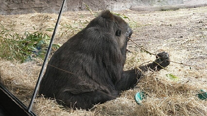 18 disney world animal kingdom africa 850