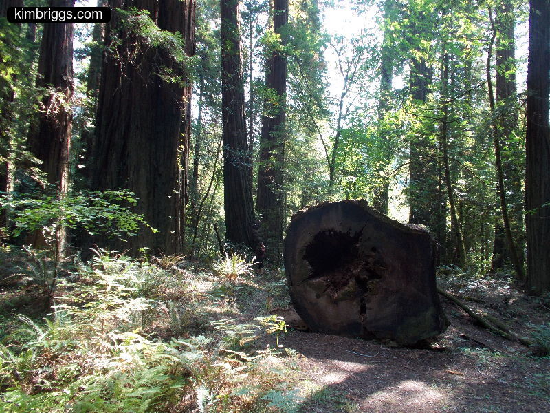 End view of fallen redwood tree.