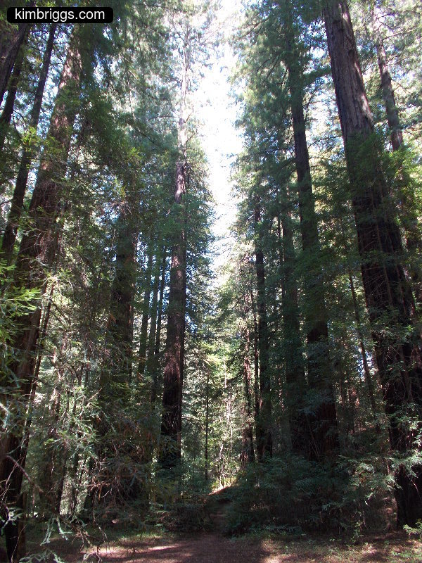 Giant redwood trees.