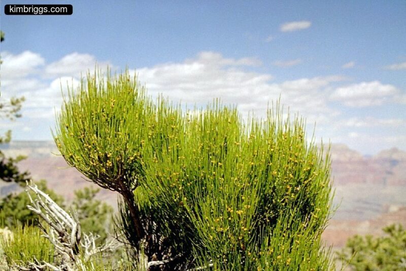 Green bush in desert.