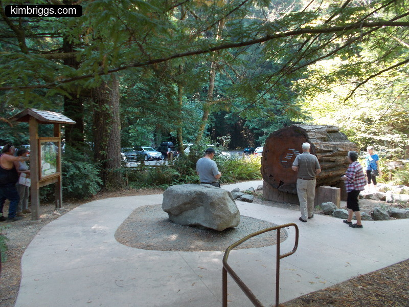 People near cut redwood tree.