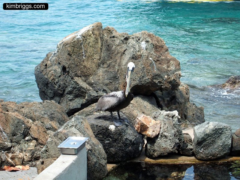 22 coral world st thomas