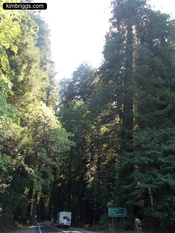Camper on Avenue of the Giants Redwoods California.